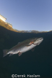 Trout. Capernwray. D200, 10.5mm. by Derek Haslam 